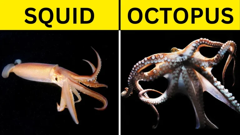 Squid and Octopus